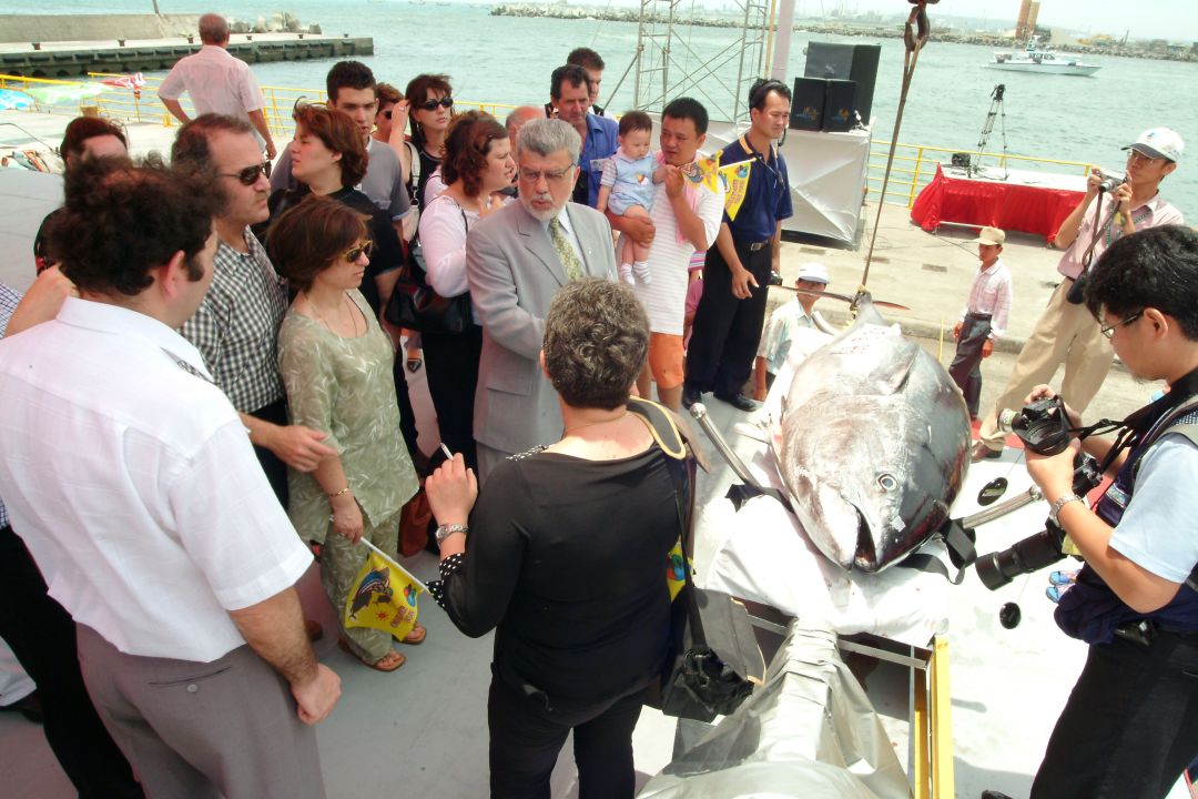一群遊客和官員在港口邊圍觀一條被展示的巨大鮪魚